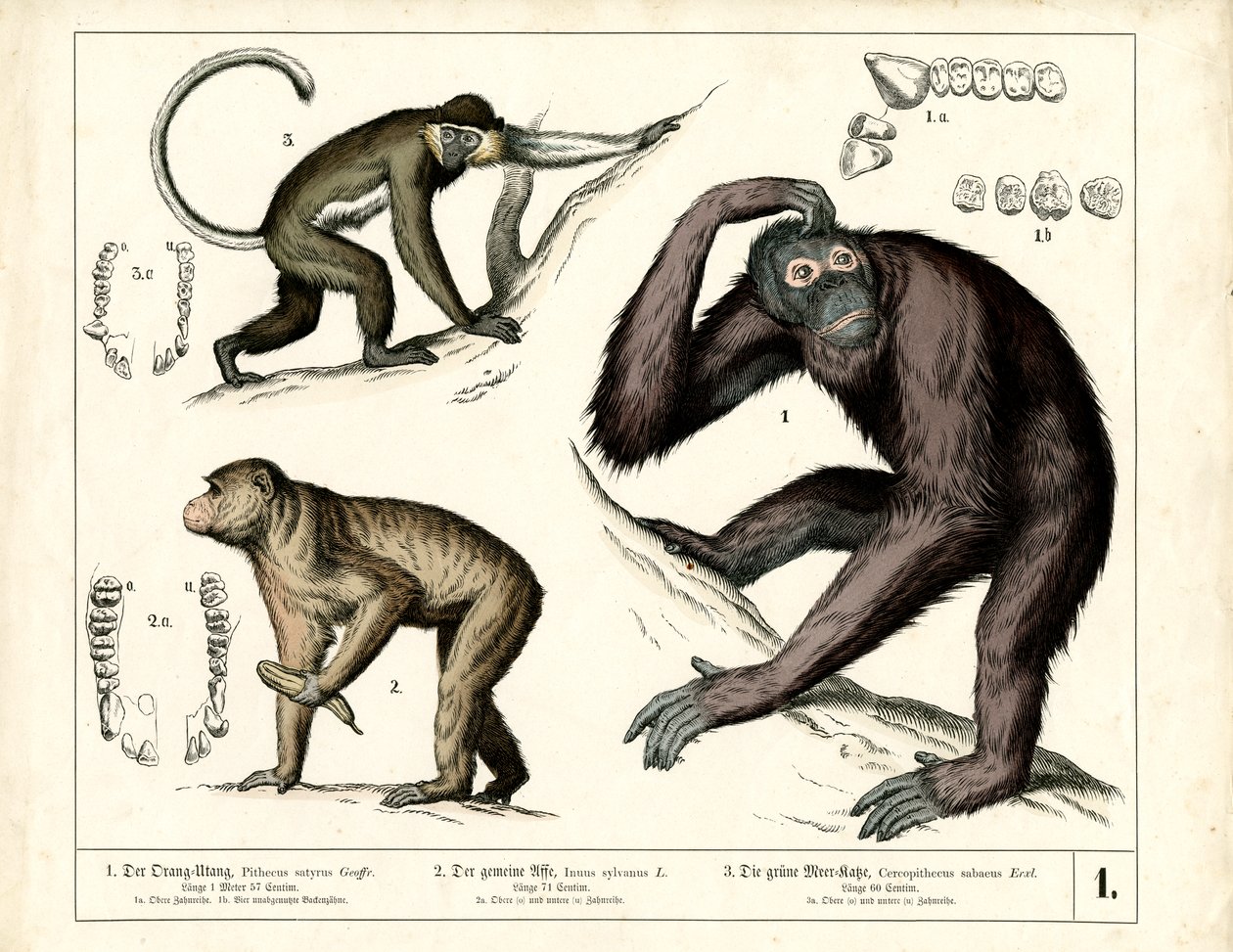 Grandes símios: orangotango, chimpanzé e guenon de Heinrich Leutemann