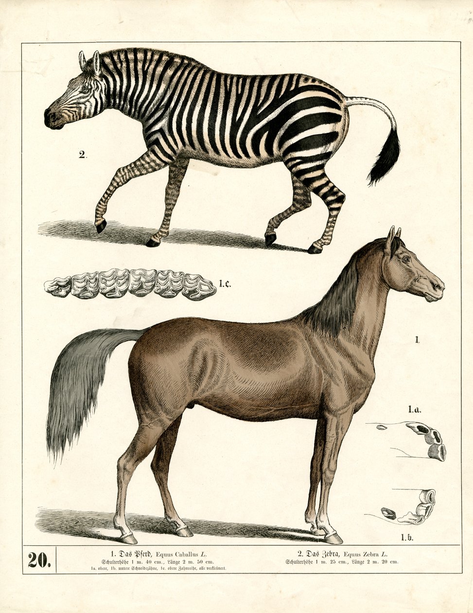  de Heinrich Leutemann