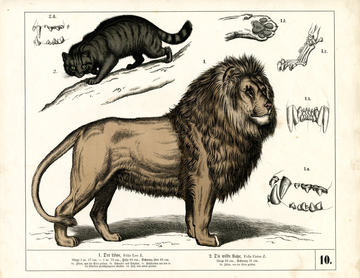 Leão e gato selvagem com pormenores anatómicos de Heinrich Leutemann