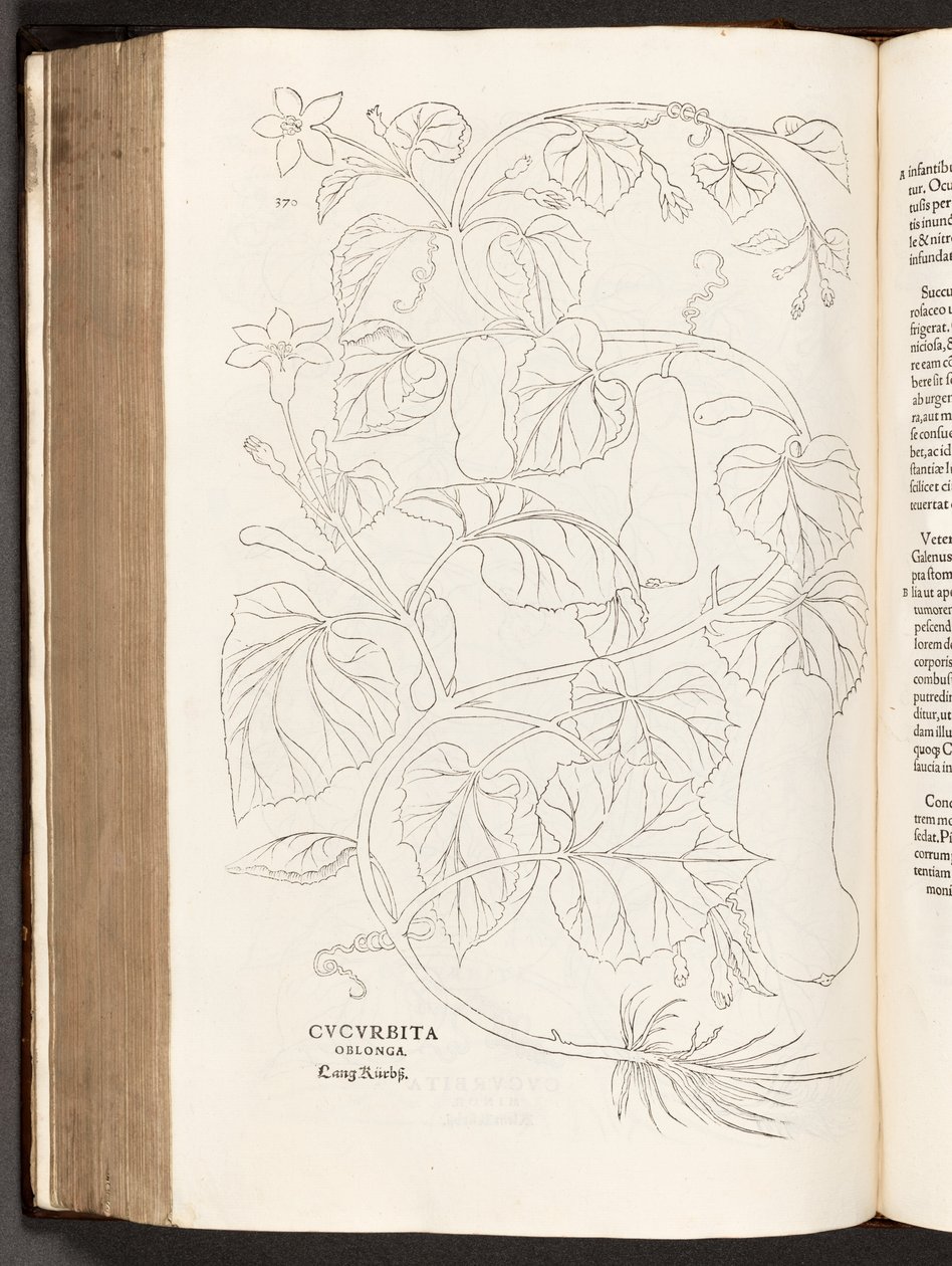 BT3.26.5 Courgette p.370, a partir da história de plantas comentários pelo notável Leonhart Fuchs, 1542 de Heinrich and Meyer, Albert Fullmaurer