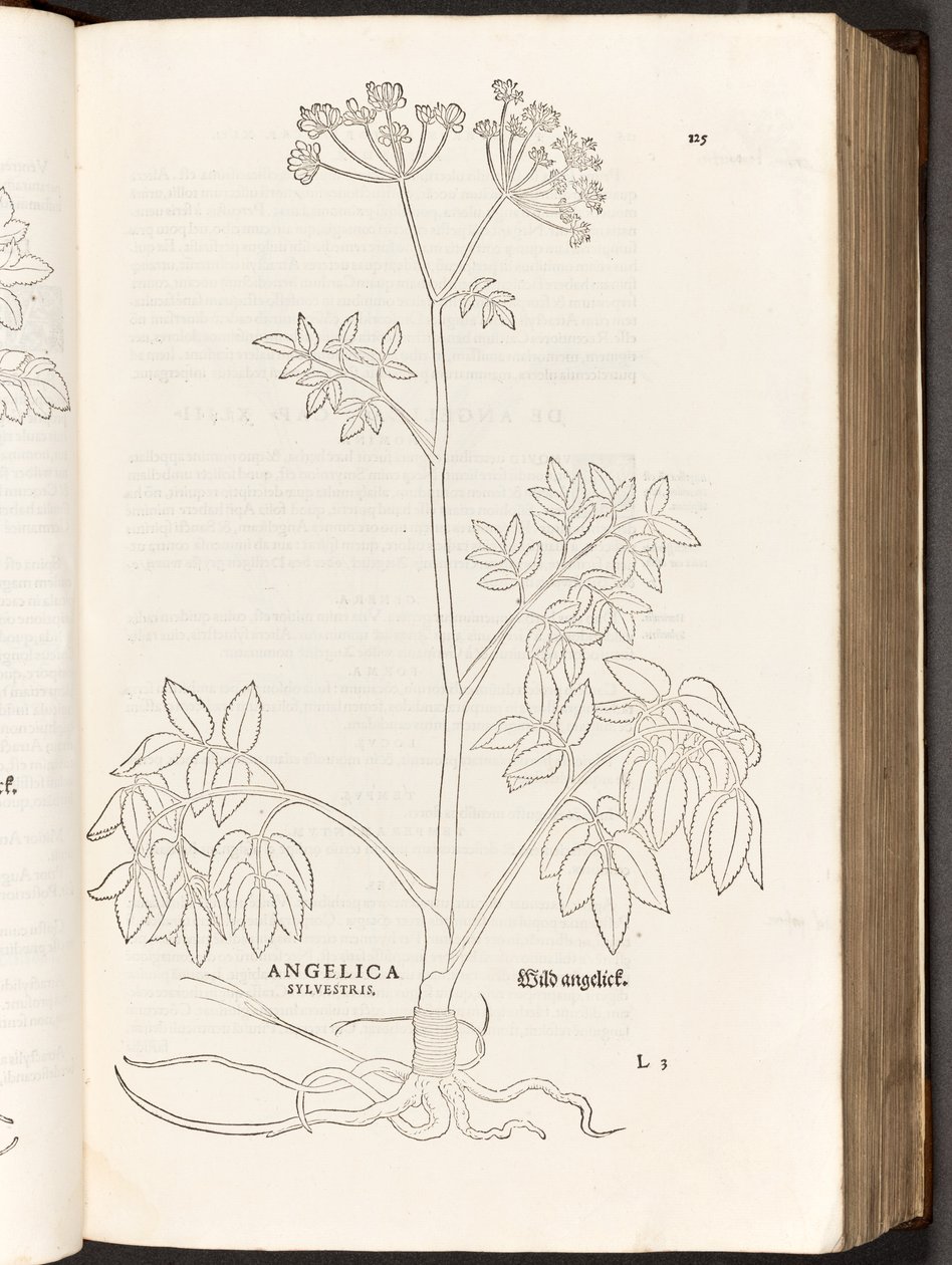 BT3.267.5 p.125 selvagem Angelica, a partir da história de plantas comentários pelo notável Leonhart Fuchs, 1542 de Heinrich and Meyer, Albert Fullmaurer
