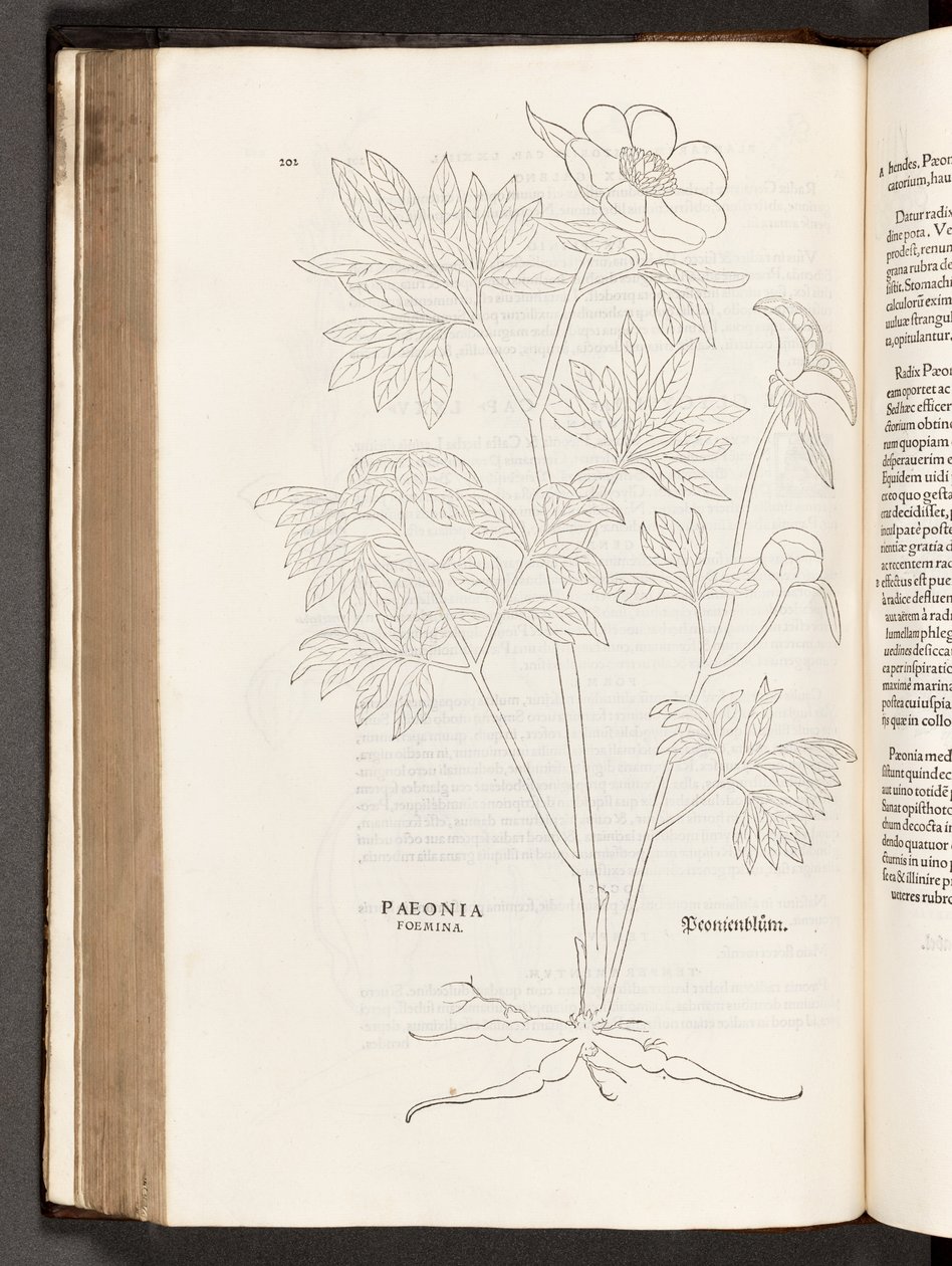 BT3.267.5 p.311 Paeony, a partir da história de plantas comentários pelo notável Leonhart Fuchs, 1542 de Heinrich and Meyer, Albert Fullmaurer