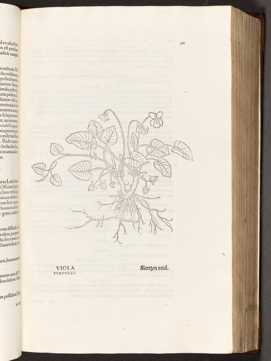 BT3.267.5 p.311 Verde, a partir da história de plantas comentários pelo notável Leonhart Fuchs, 1542 de Heinrich and Meyer, Albert Fullmaurer