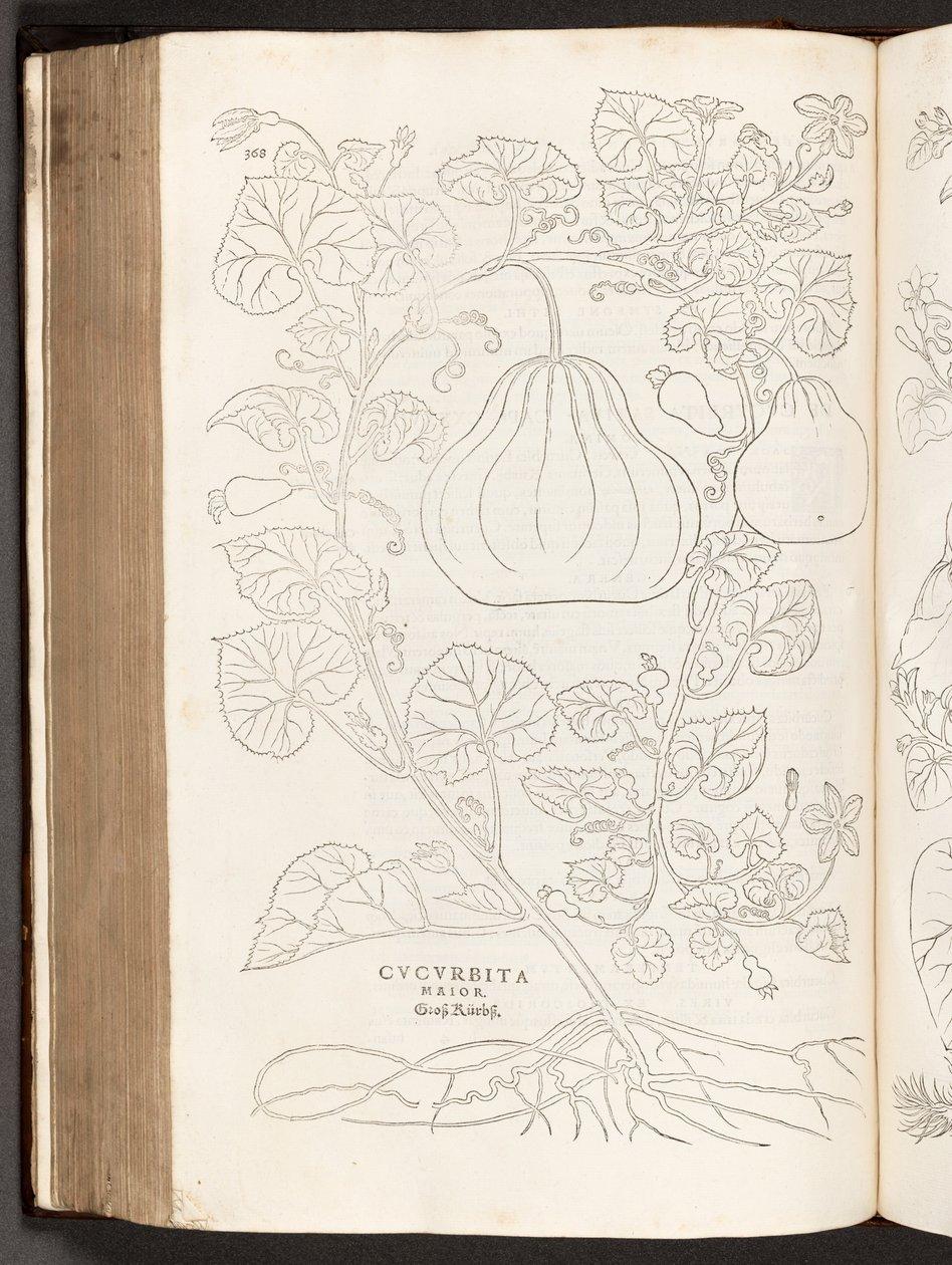 BT3.267.5 Gourd p.368, a partir da história de plantas comentários pelo notável Leonhart Fuchs, 1542 de Heinrich and Meyer, Albert Fullmaurer