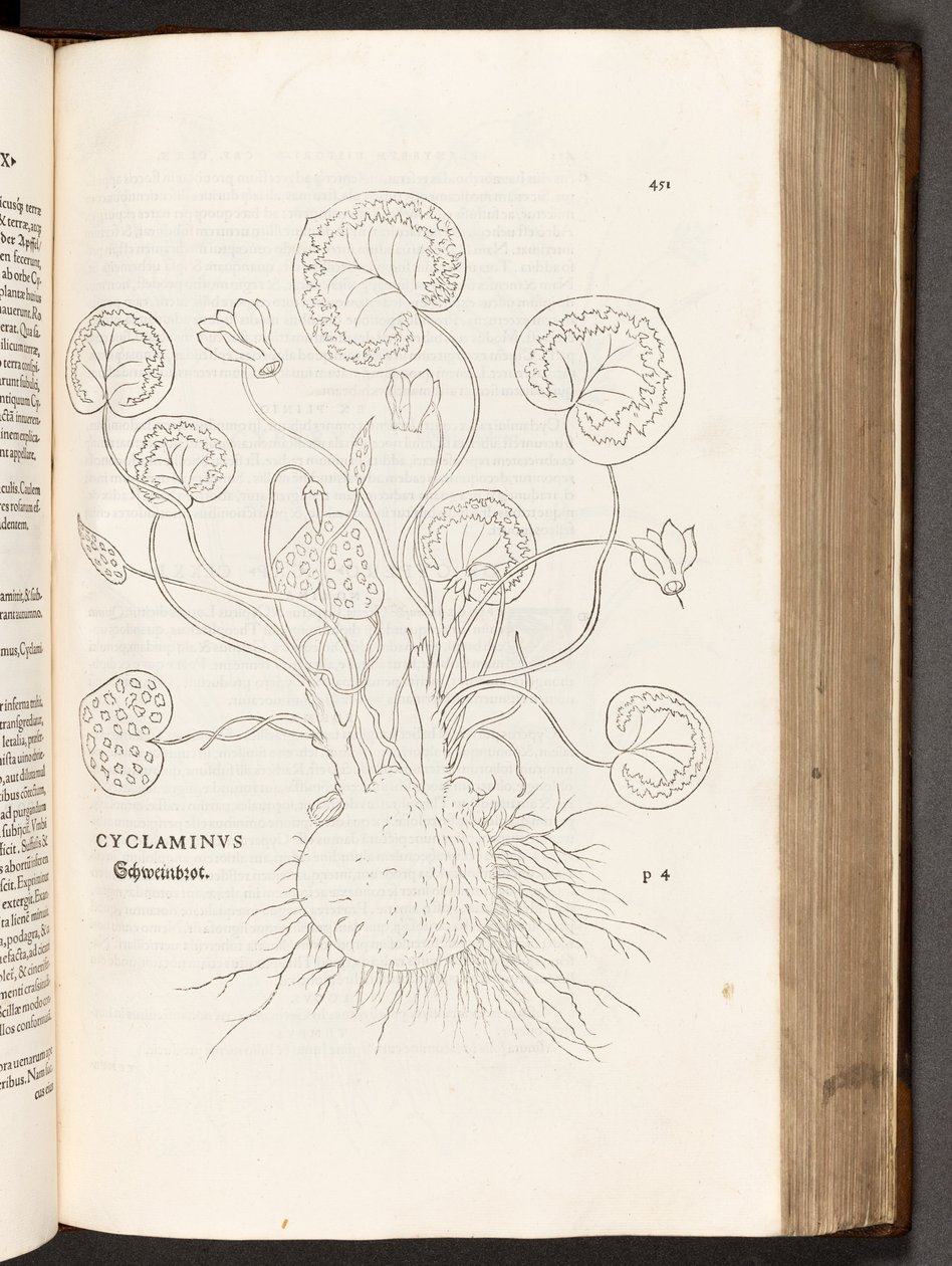 BT3.267.5 p.51 Primrose, a partir da história de plantas comentários pelo notável Leonhart Fuchs, 1542 de Heinrich and Meyer, Albert Fullmaurer