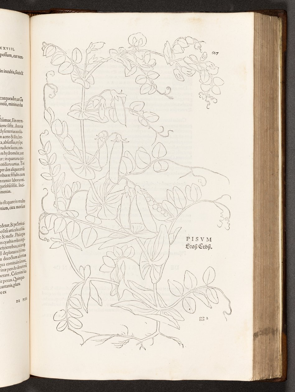 BT3.267.5. p.627 Bean, a partir da história de plantas comentários pelo notável Leonhart Fuchs, 1542 de Heinrich and Meyer, Albert Fullmaurer