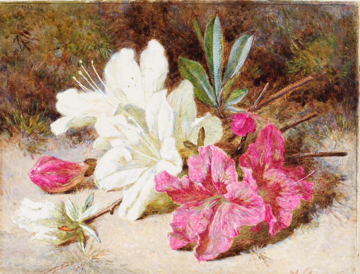 Azaléia Bloom, c.1865-74 de Helen Cordelia Coleman Angell