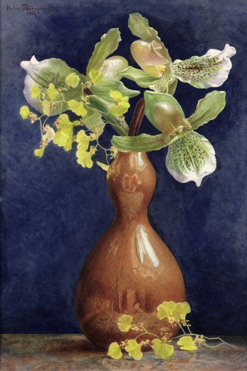 Orquídeas em um vaso de cobre, 1881 (lápis e wc aumentados com guache sobre papel) de Helen Thornycroft