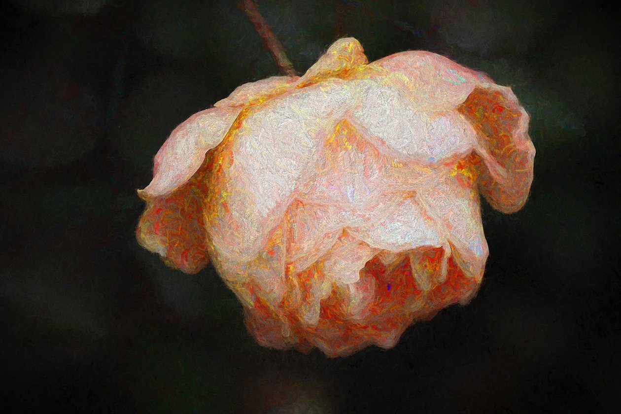 Bloom, 2018, de Helen White