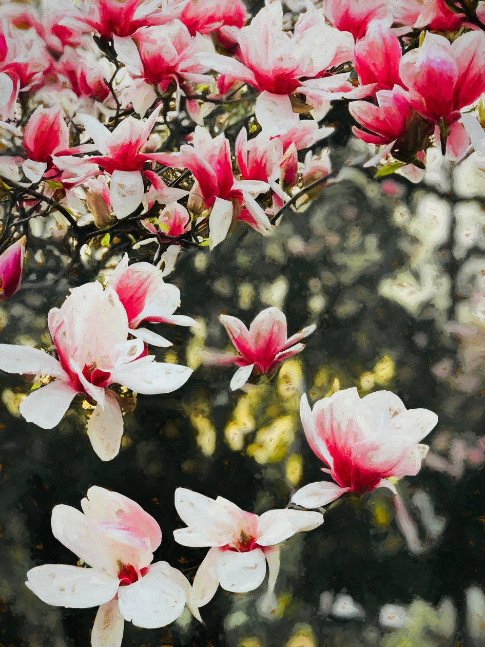 Blooming Magnolia, 2018, de Helen White