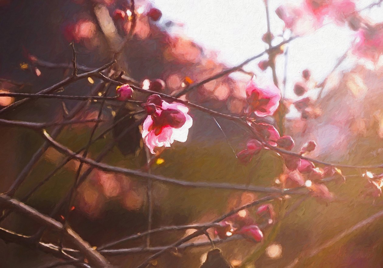Primeira luz da primavera de 2018 de Helen White