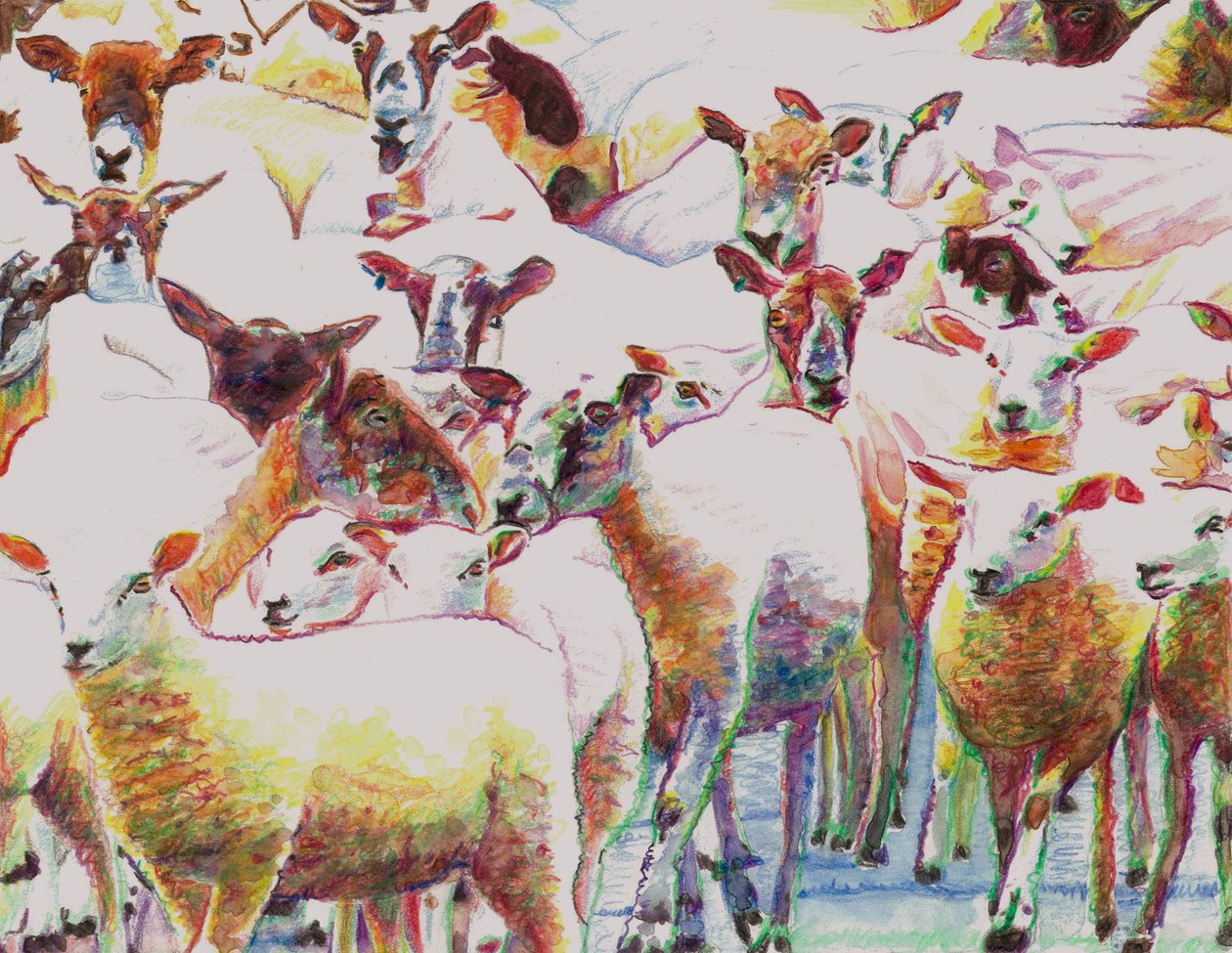 Flock, 2011, (lápis de cor sobre papel) de Helen White