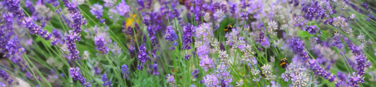 Campo de Lavanda, 2018, de Helen White
