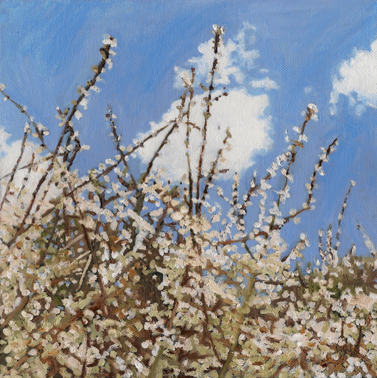 Mayflower, 2012, de Helen White