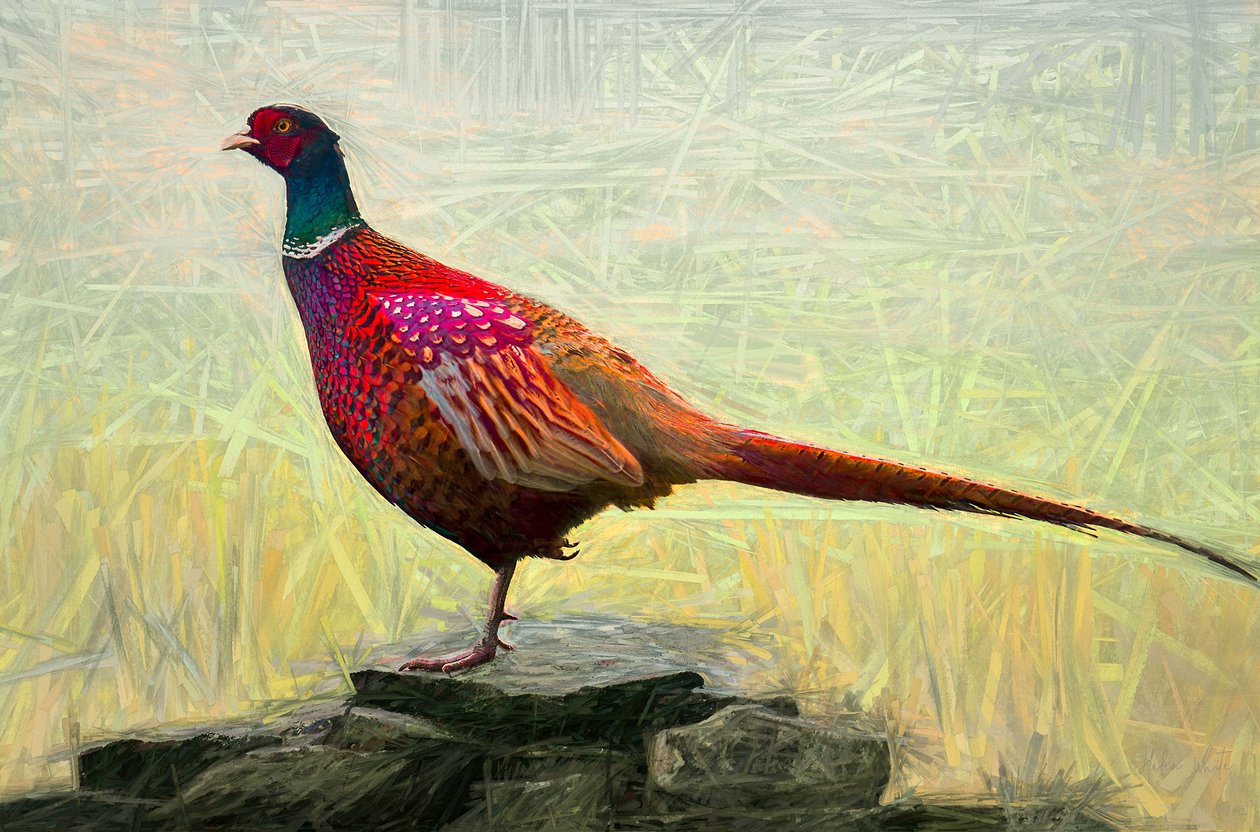 Faisão Agradável, 2018, de Helen White