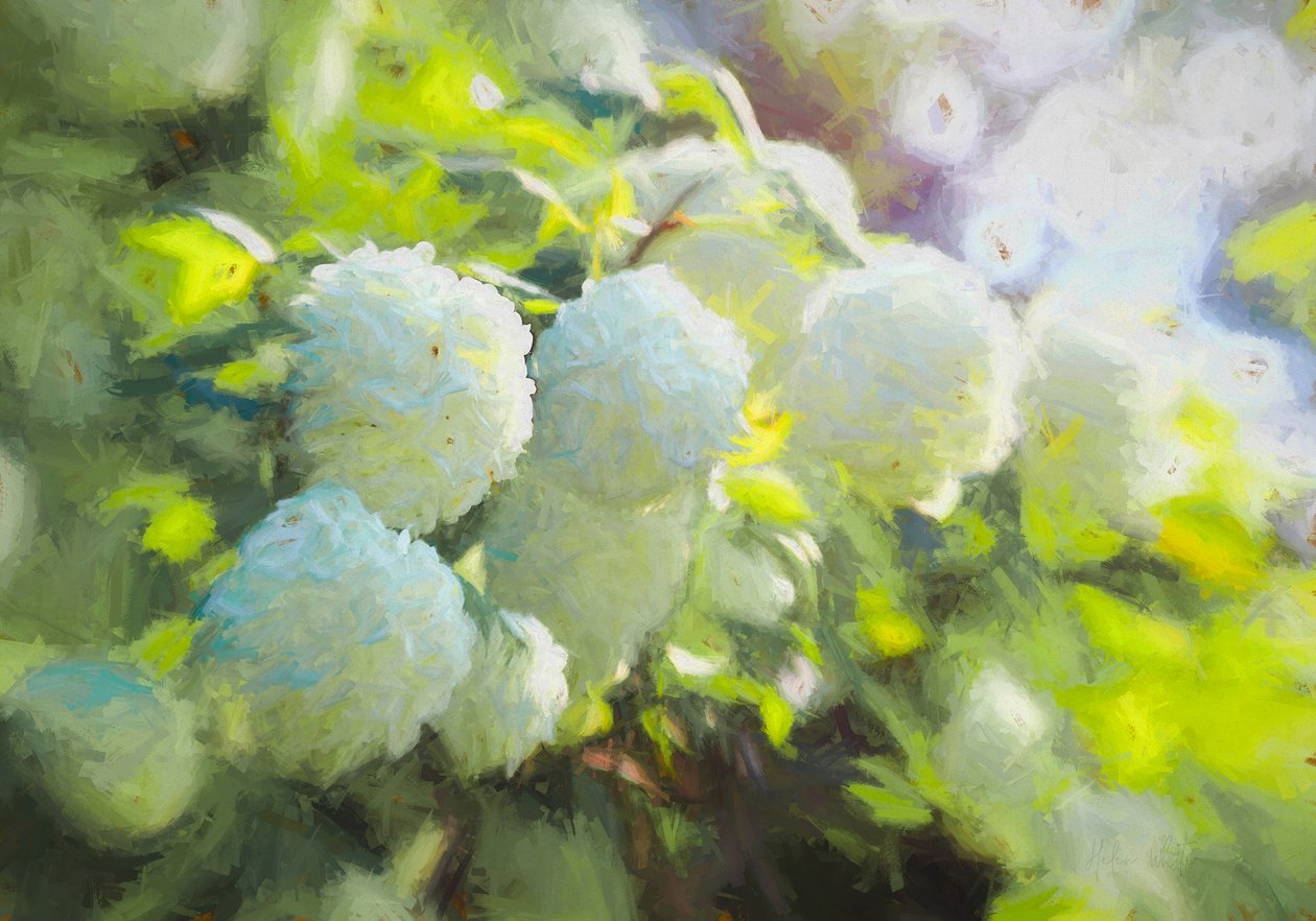 Suavemente Desabrochando, 2018, de Helen White