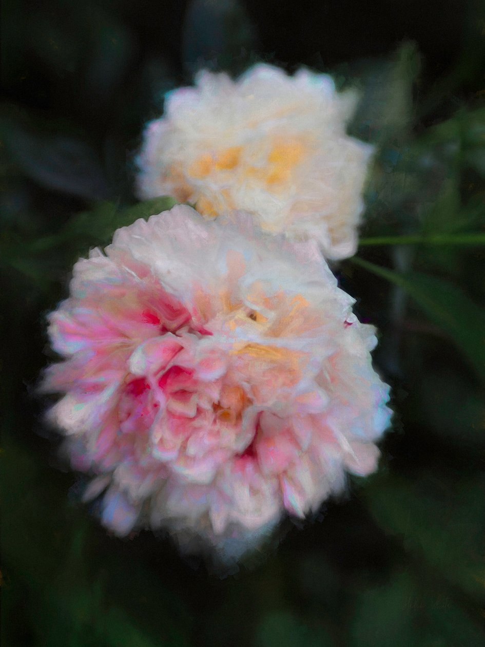 Peônias de Verão, 2018, de Helen White