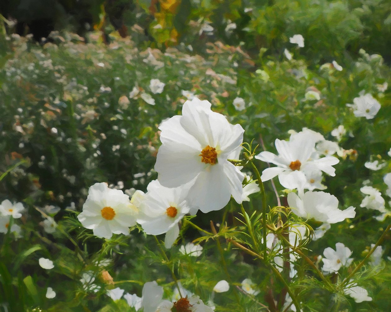 O Jardim Branco, 2018, de Helen White