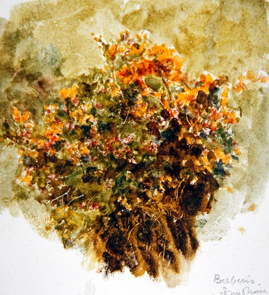 Berberis, Sunshine (aguarela sobre papel) de Helen Allingham