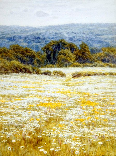 Oxeye Daisies, perto de Westerham, Kent (aguarela sobre papel) de Helen Allingham