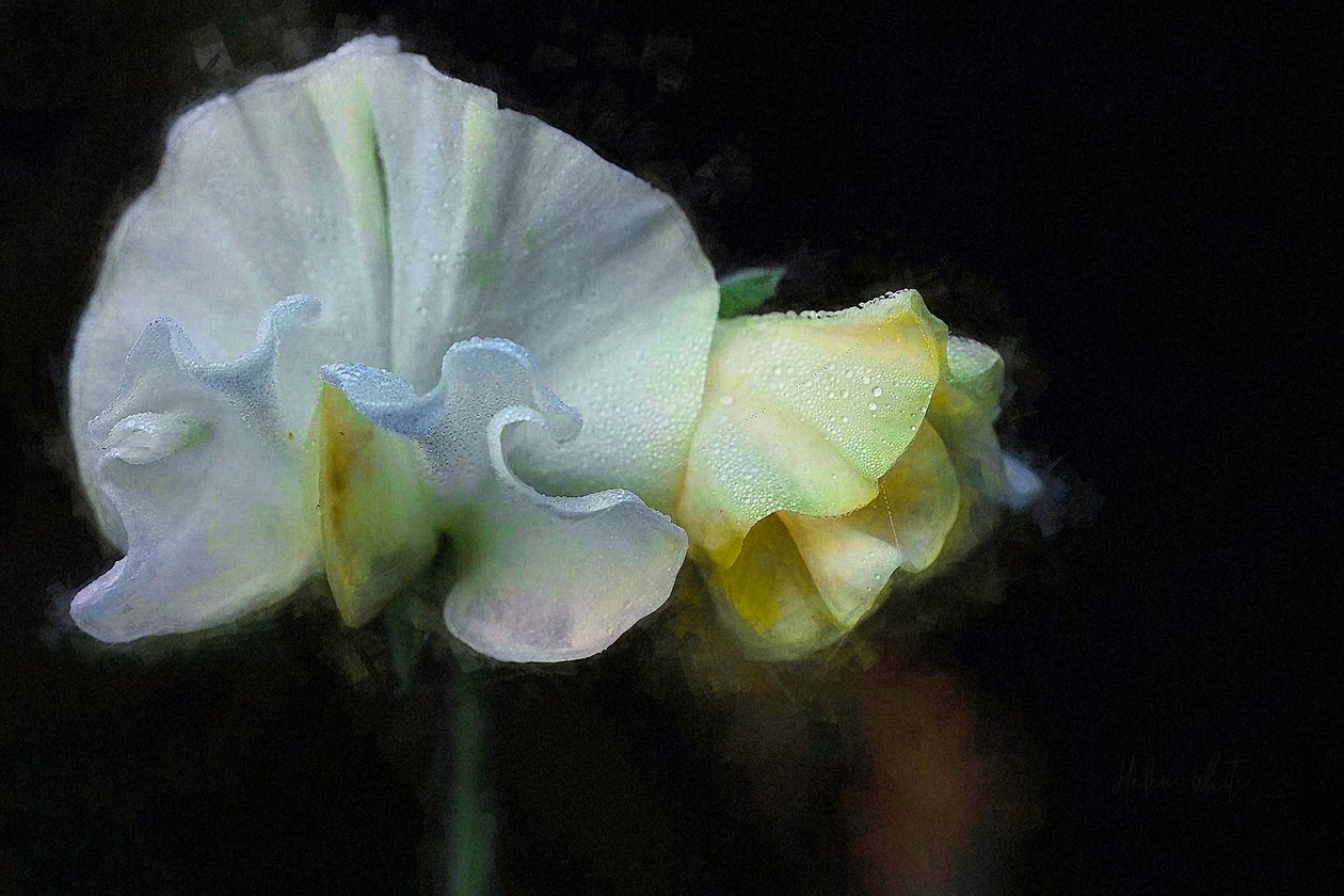 Sweatpea de outono II, 2018 de Helen White