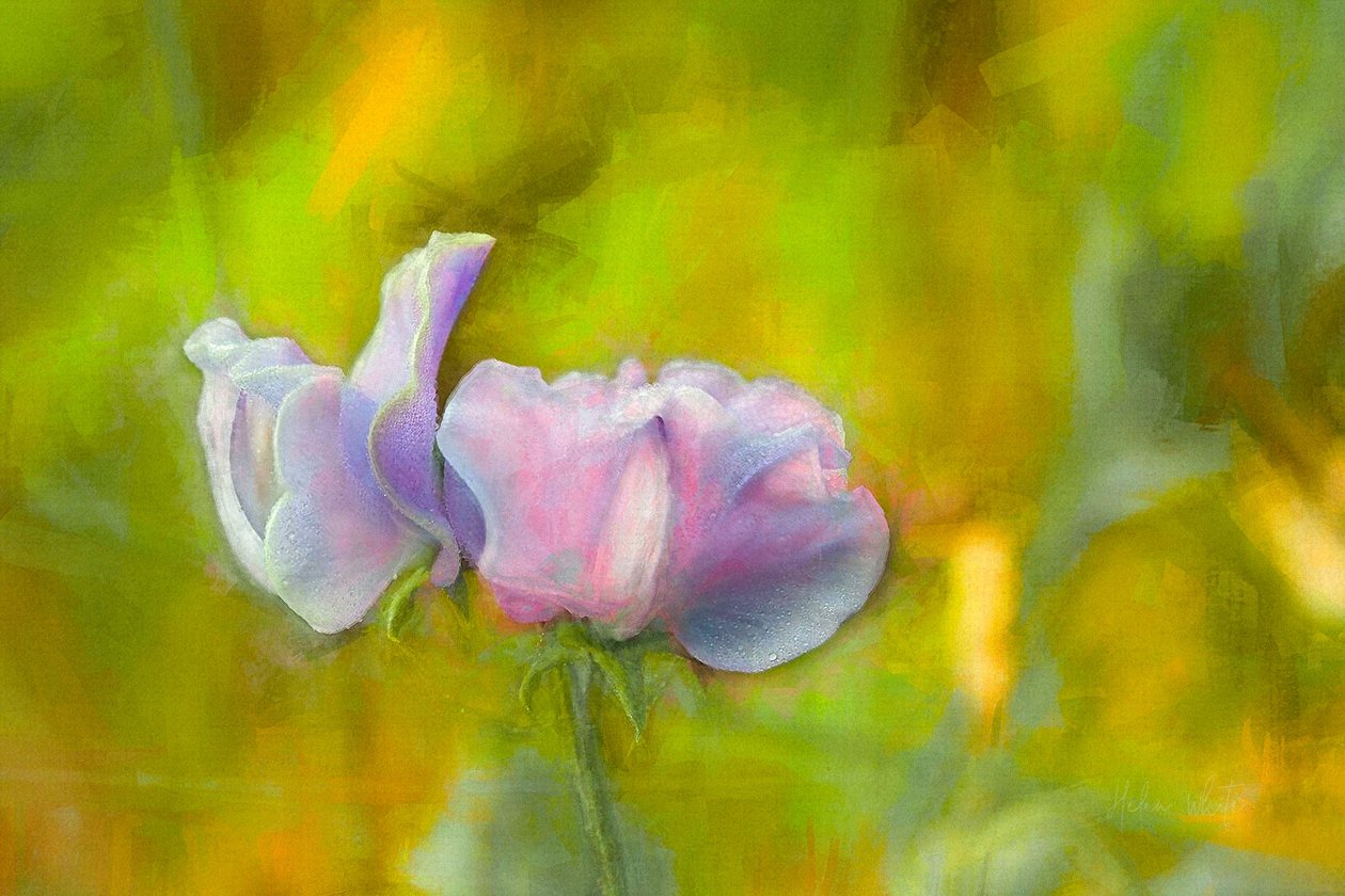 Outono Sweetpea I, 2018 de Helen White