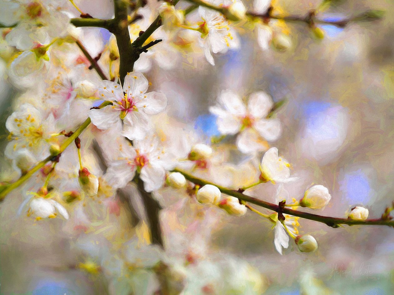 Blossom Joy, 2019 de Helen White