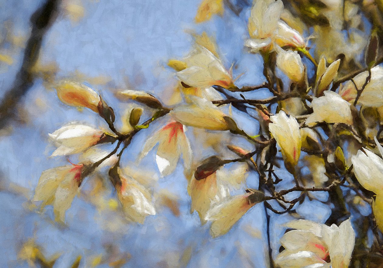 Blue Sky Magnolia, 2019 de Helen White