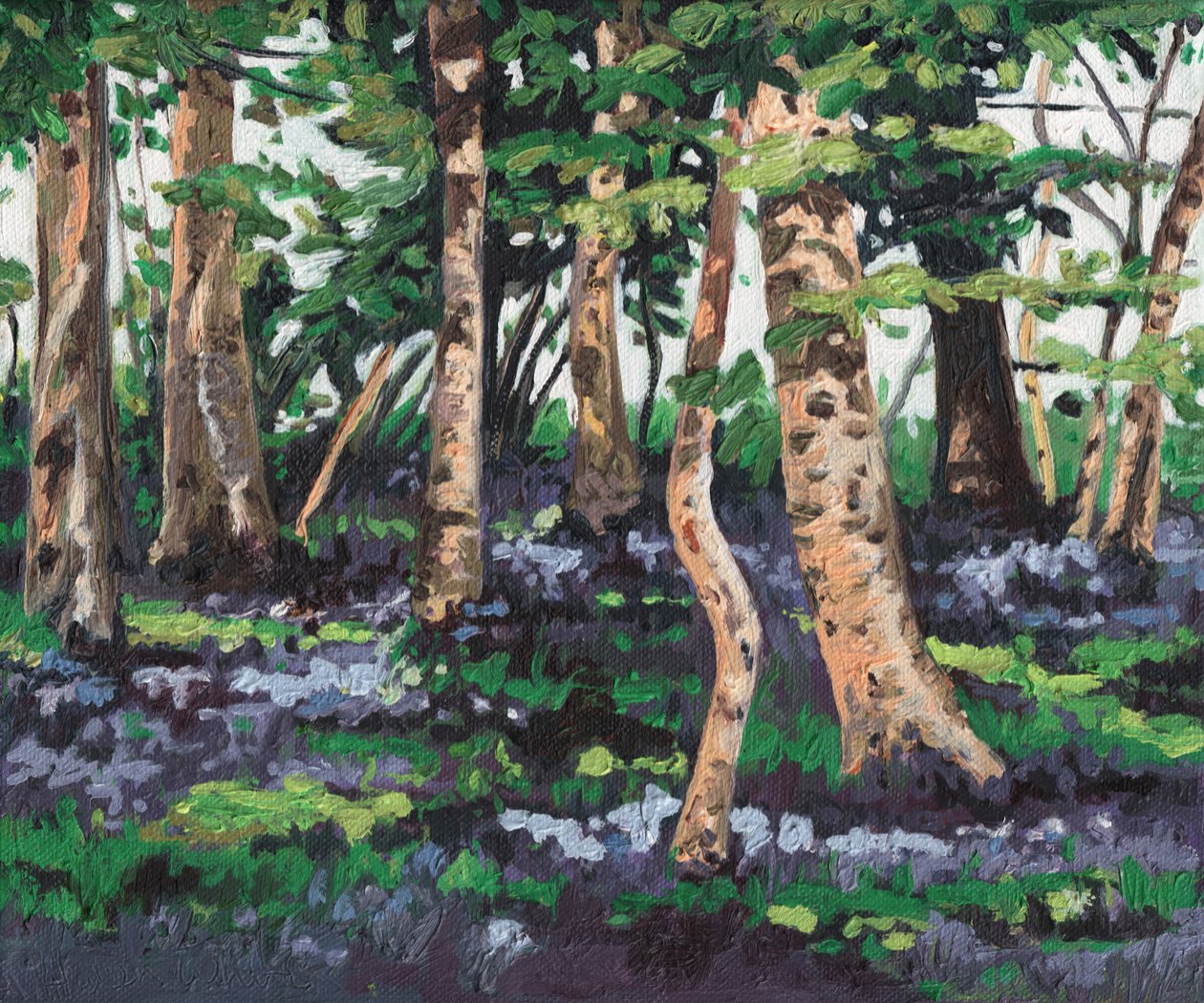 Madeira Bluebell, 2009, de Helen White