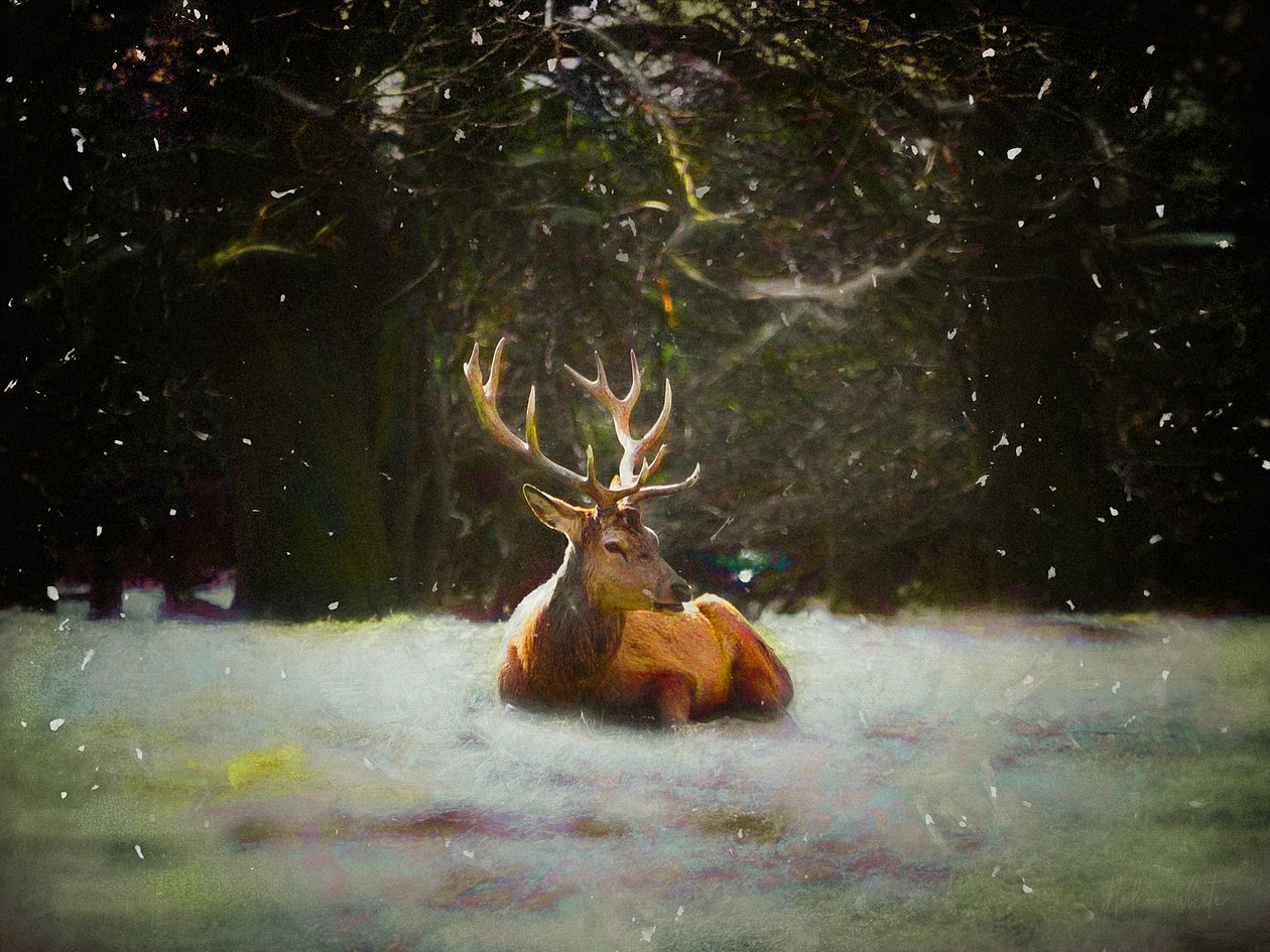 Veado de Natal, 2019 de Helen White