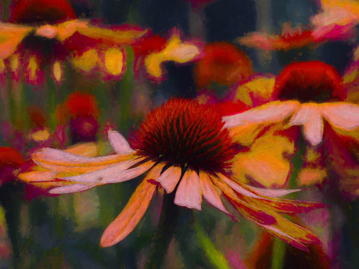 Daisy Daisy, 2019 de Helen White