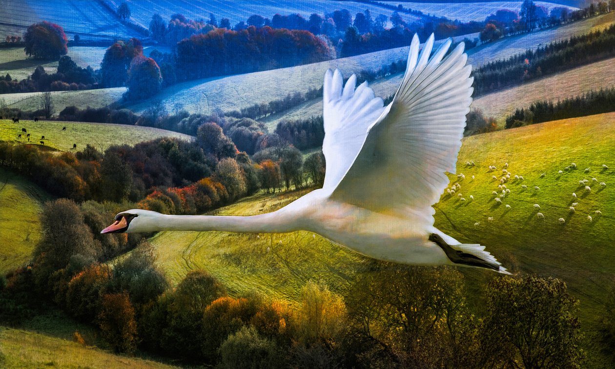Primeiro Voo do Dia do Amanhecer, 2020 de Helen White