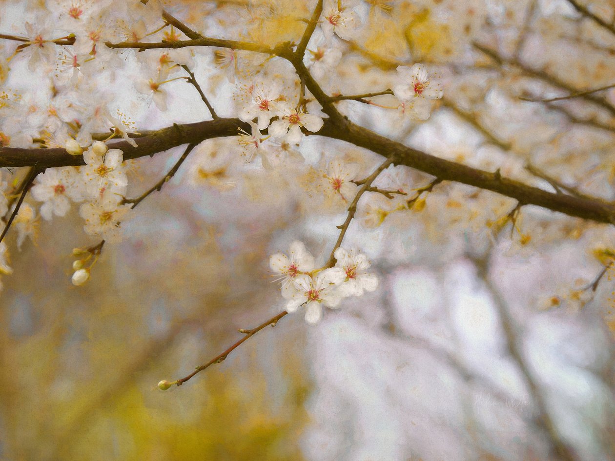 Primavera Dourada, 2019 de Helen White