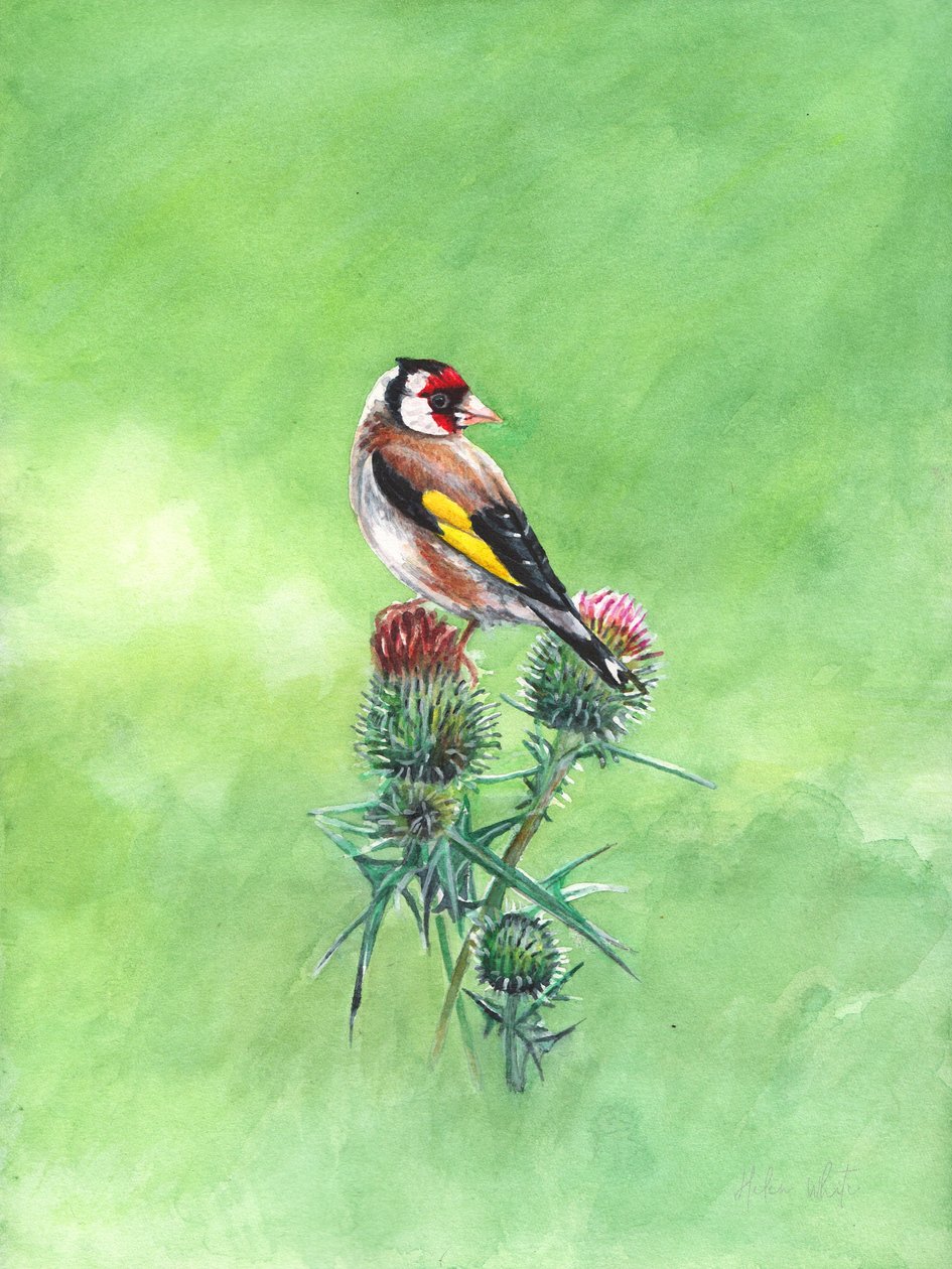Pintassilgo II, 2021 (aquarela) de Helen White