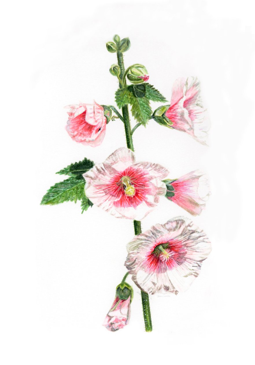 Malva-rosa, 2021 de Helen White