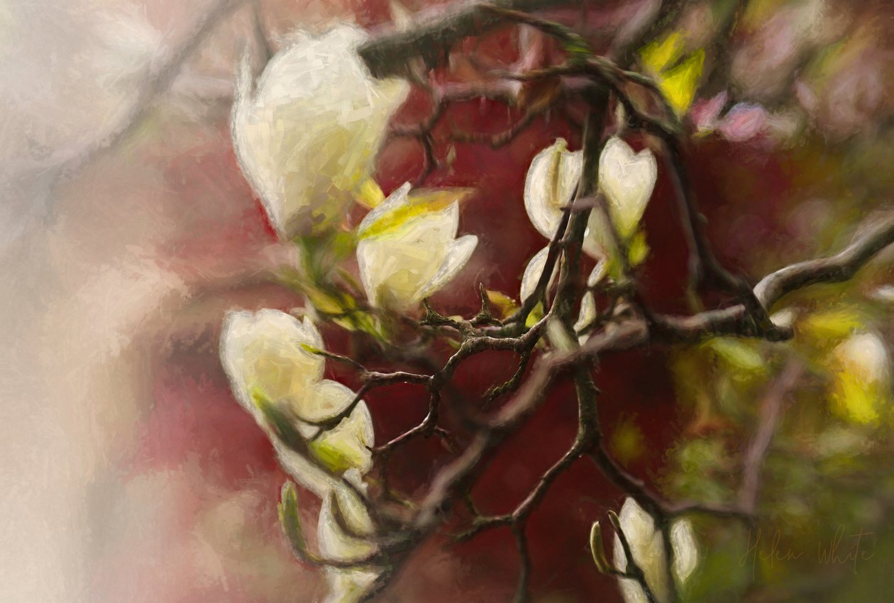 Magnólia, 2018 de Helen White
