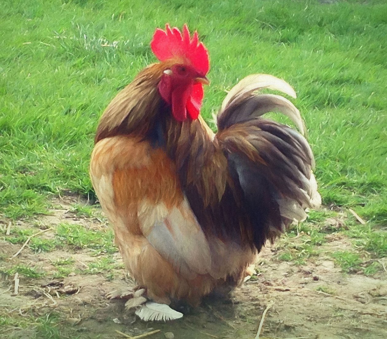Orgulhoso Cockerel, 2018 de Helen White