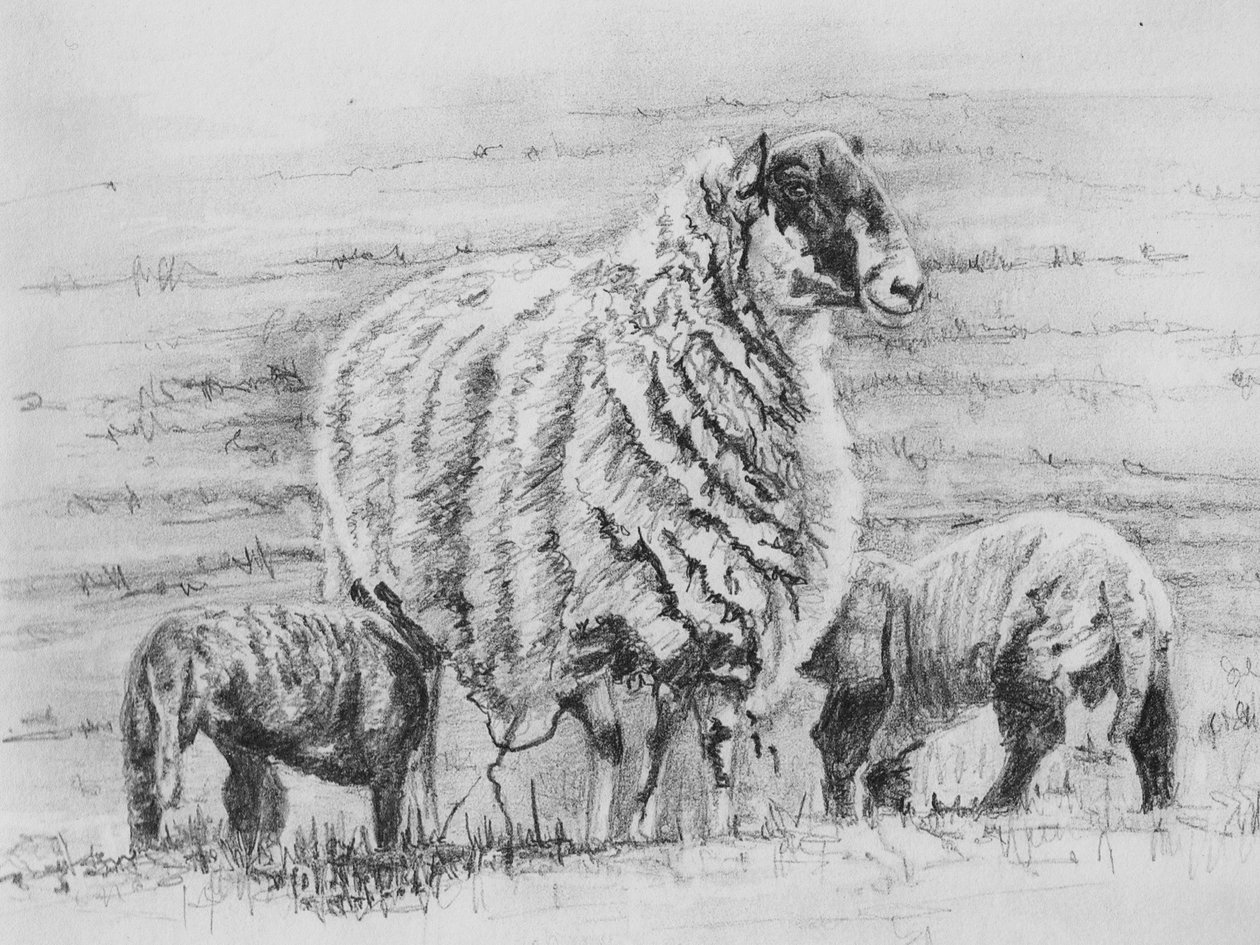 Ovelha orgulhosa, 2012, (desenho a lápis) de Helen White