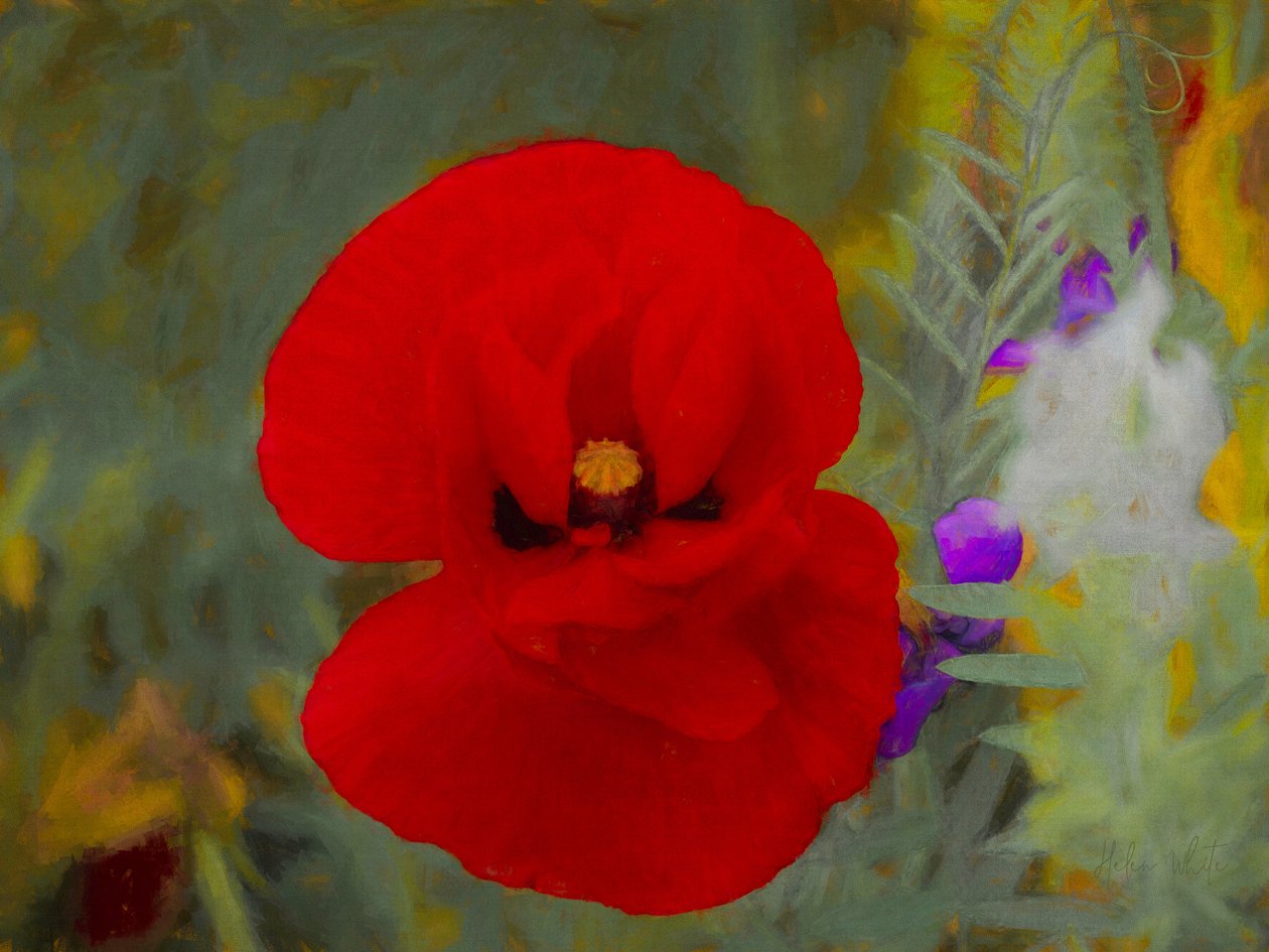 Scarlet, 2019 de Helen White