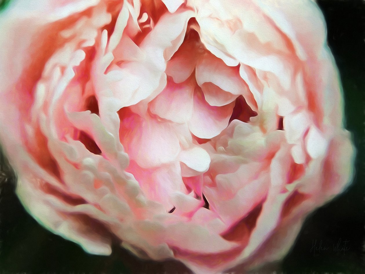 Tender Heart, 2018, de Helen White