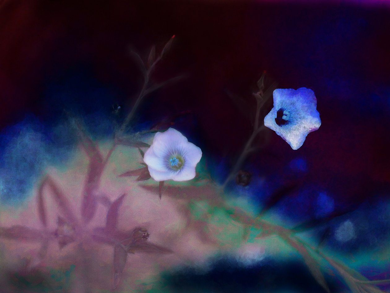 Transiência, 2019 de Helen White