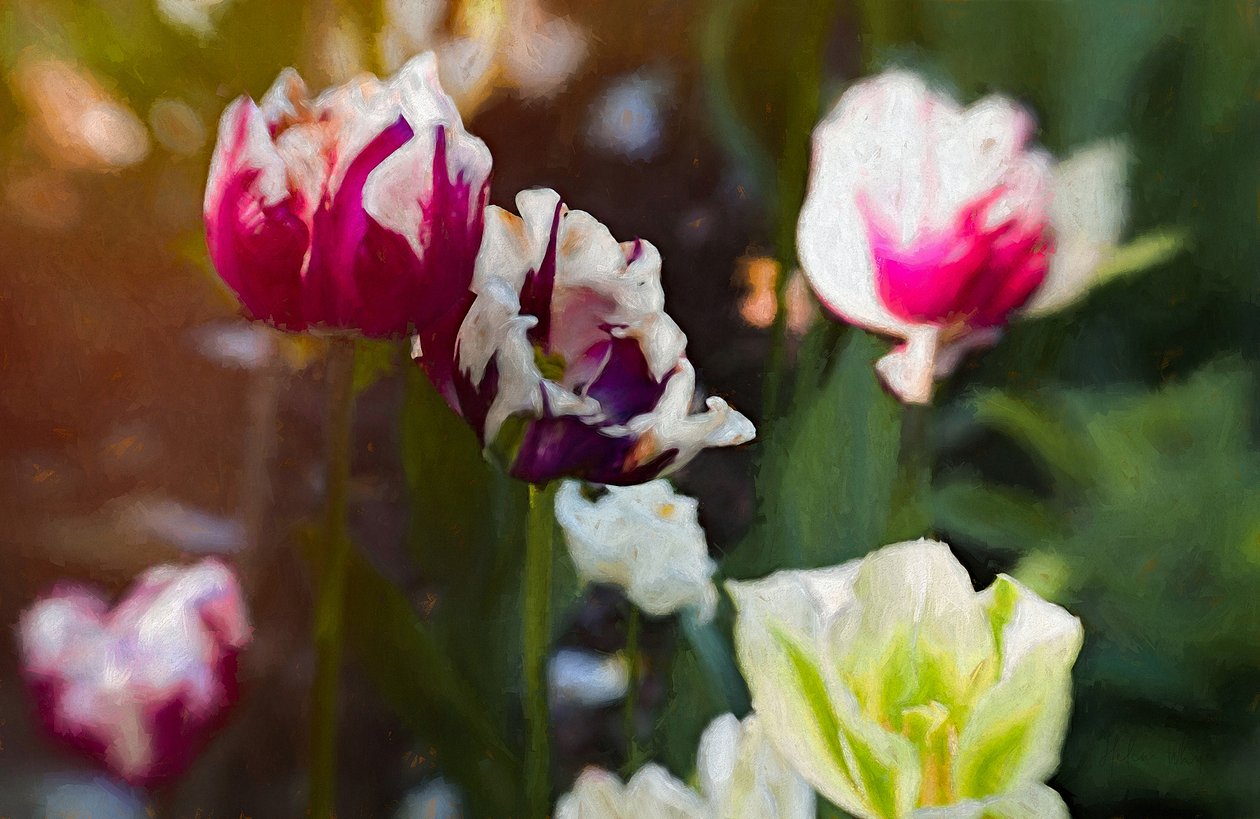 Tulip Patch, 2019 de Helen White