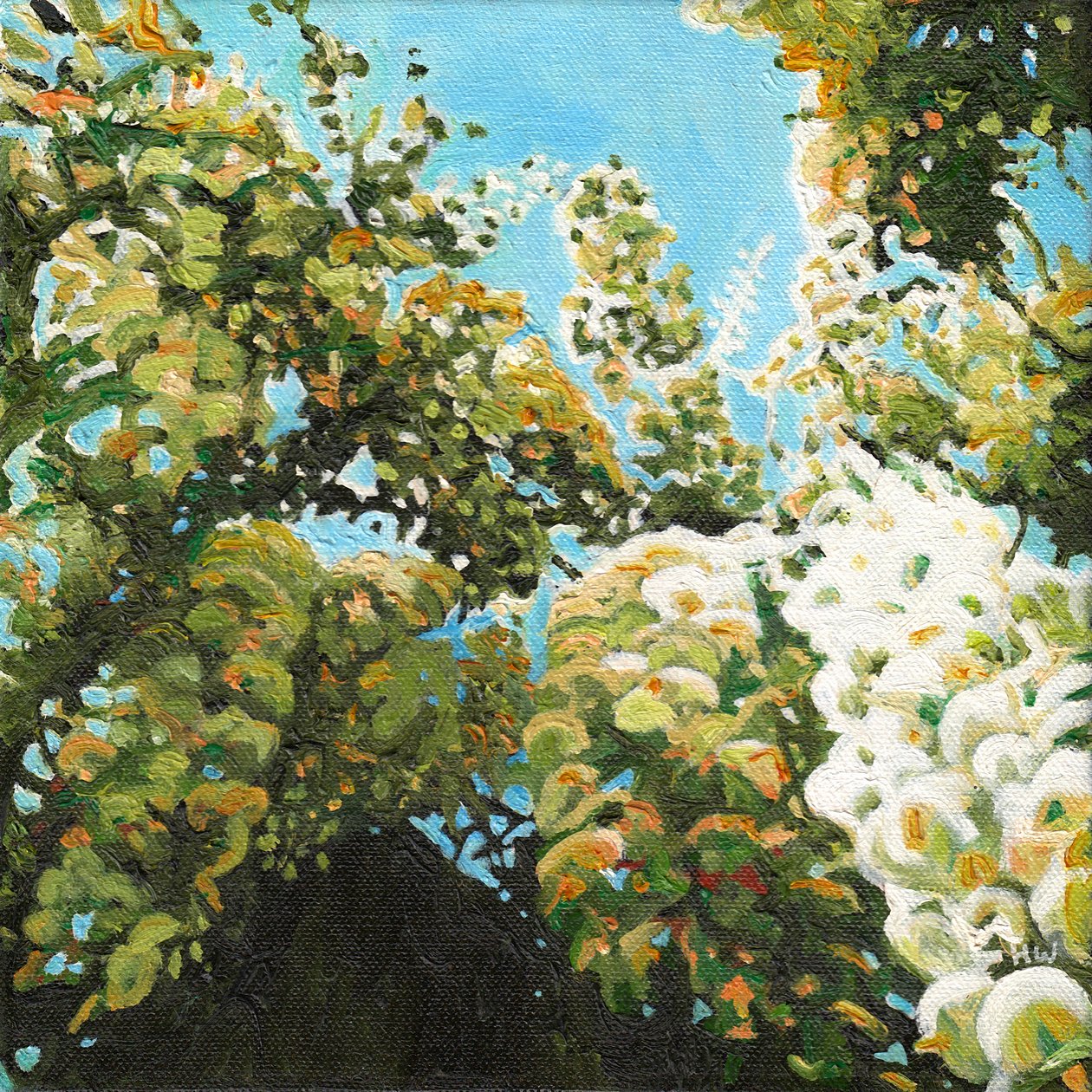 Glicínia Branca, 2012 de Helen White