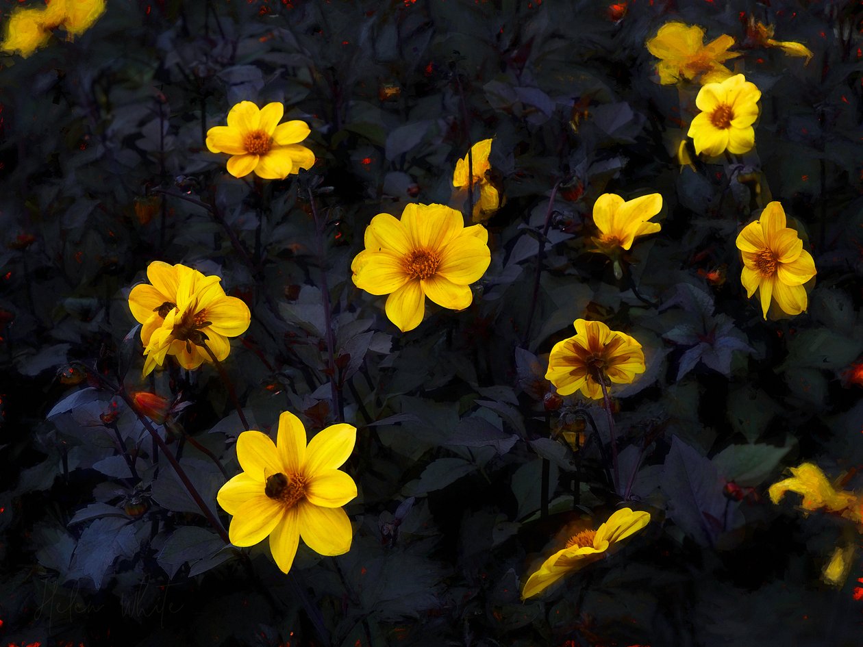 Veludo Amarelo, 2019 de Helen White