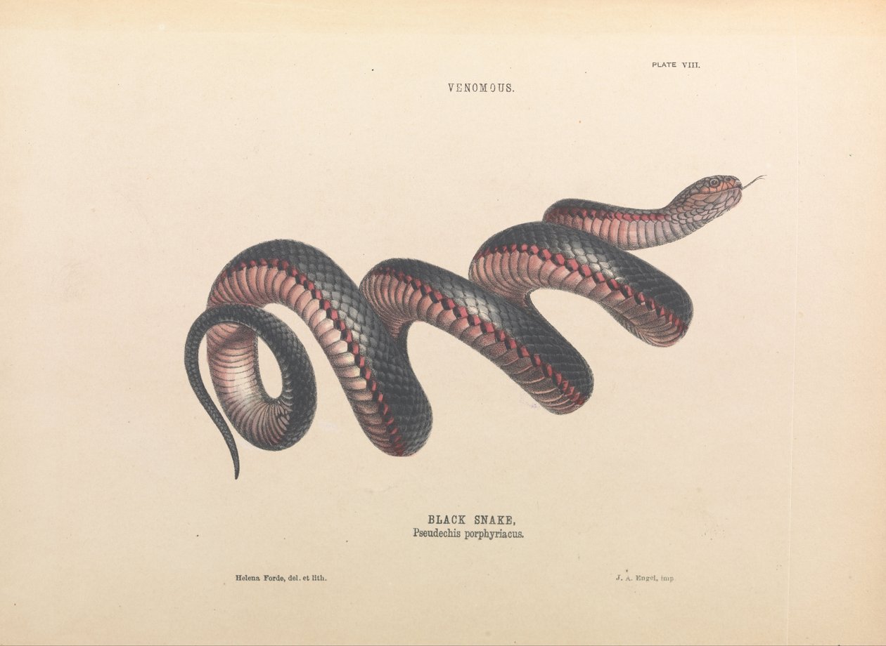 Cobra Preta, Pseudechis porphyriacus de Helena Forde
