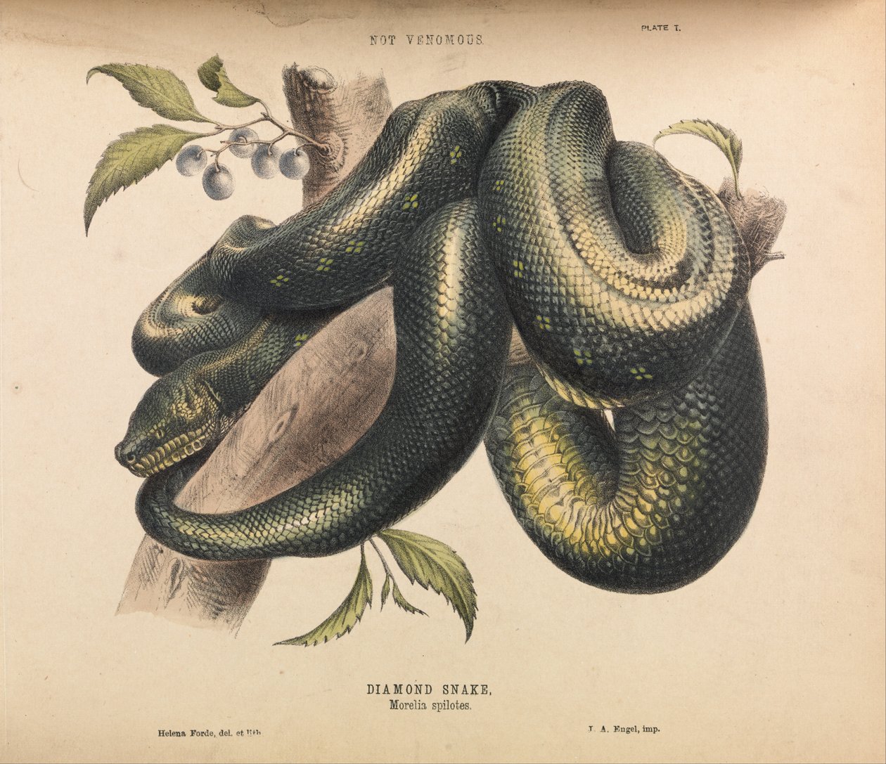 Serpente de diamante, spilotes de Morelia de Helena Forde