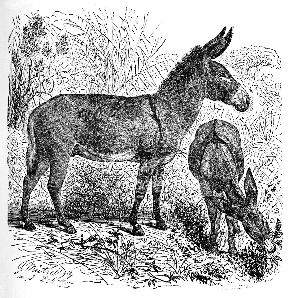 Burro selvagem africano, c1900 de Helena J. Maguire