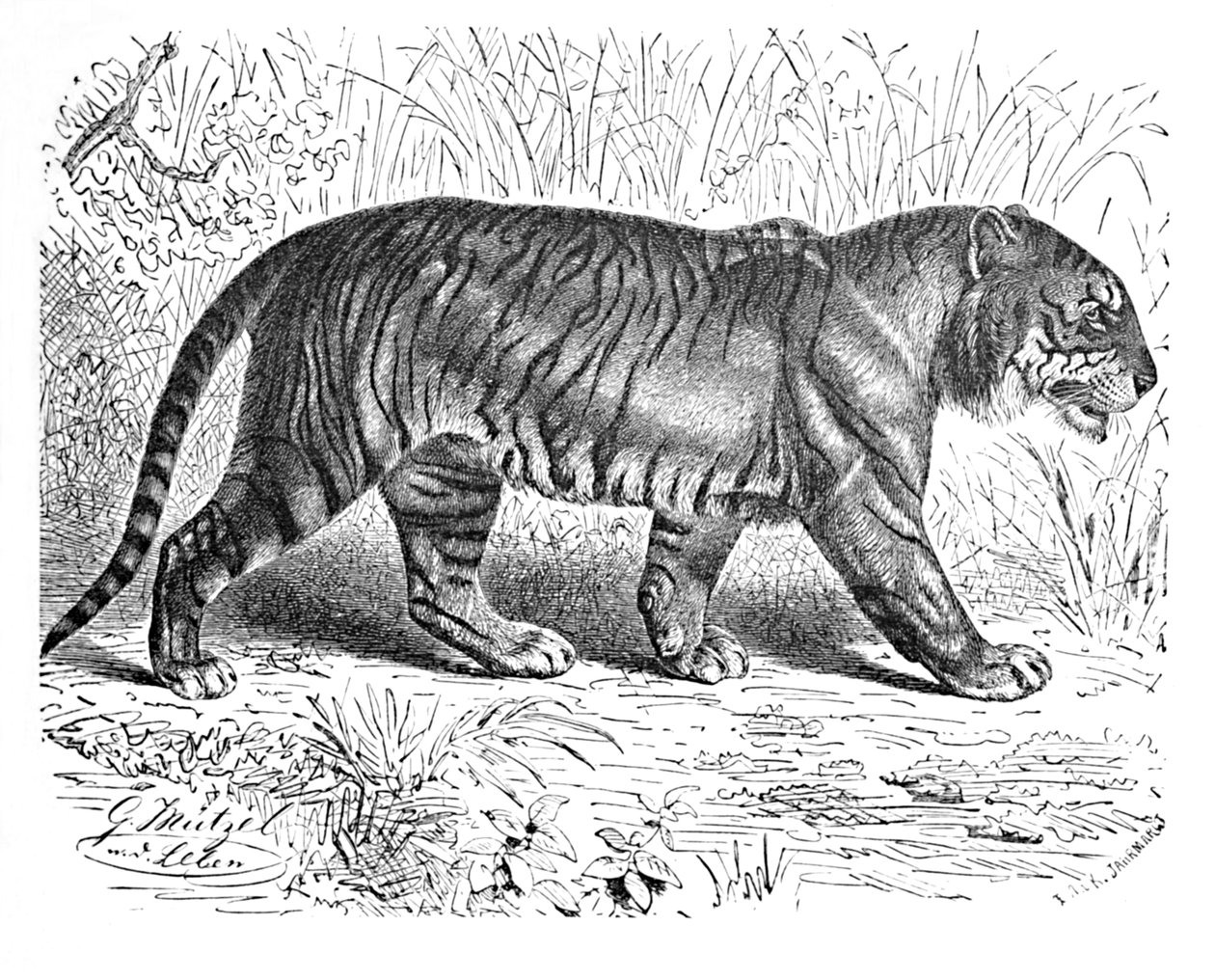 Tigre de Bengala, c1900 de Helena J. Maguire