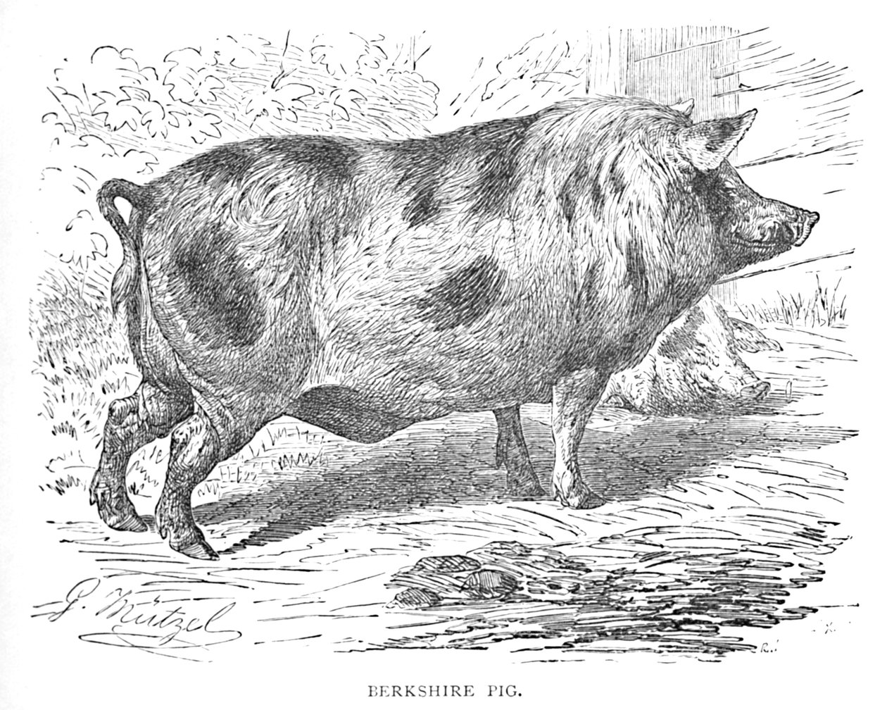 Porco de Berkshire, c1900 de Helena J. Maguire
