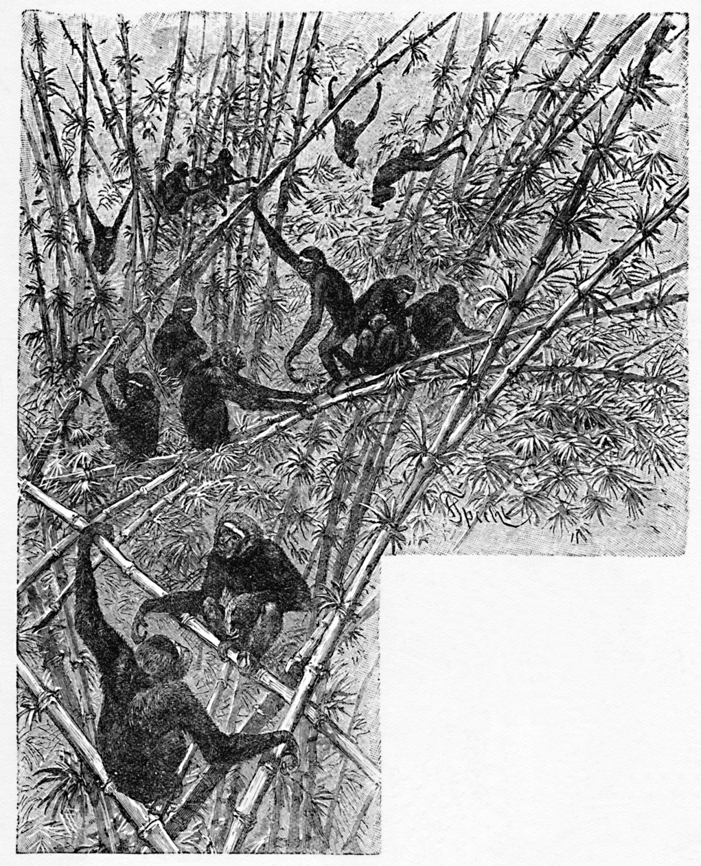 Hoolocks em uma selva de bambu, c1900 de Helena J. Maguire